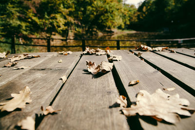 Close-up of leaves fallen on bench in park