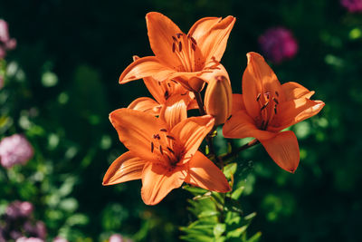Close-up of orange lilies