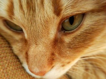 Close-up portrait of cat