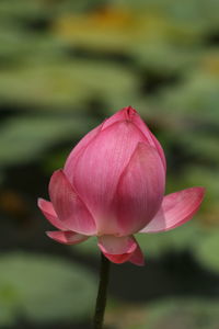 Close-up of pink water lily