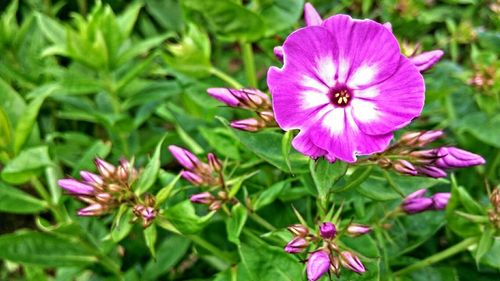 Close-up of pink flowers