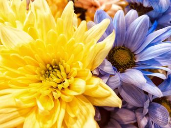 Close-up of yellow dahlia flower