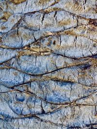 Full frame shot of plants