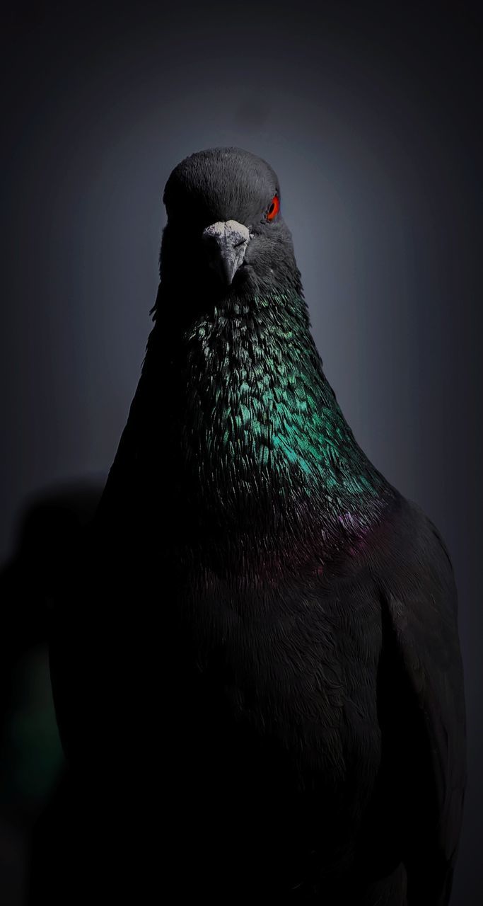 Pigeon Rage Bird Beak Feather  Close-up First Eyeem Photo