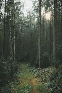 Trees growing in forest