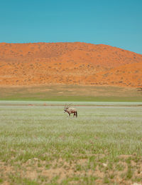 Oryx in a field