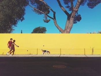 Side view of man walking with dog against clear blue sky
