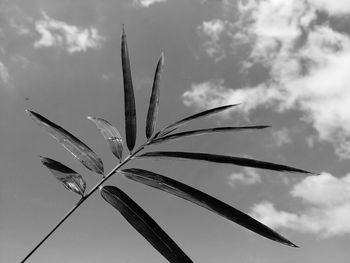 Low angle view of plant against sky