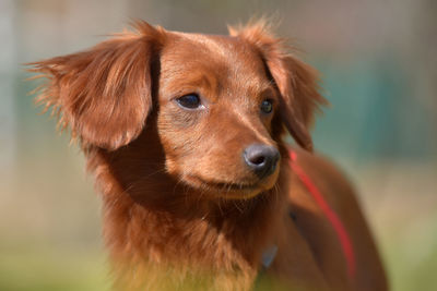 Close-up of puppy looking away