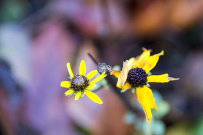 Close-up of yellow flowers blooming outdoors