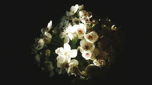 Close-up of white flowers against black background