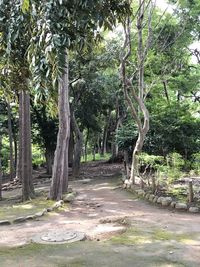 Footpath amidst trees in forest