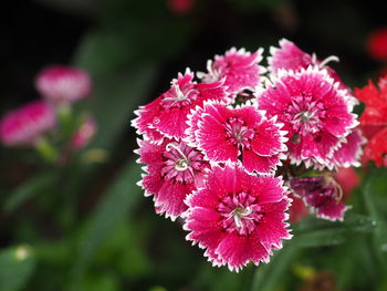 Close-up of pink flowering plant