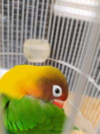 Close-up of parrot in cage