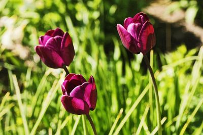 Close-up of pink tulip flower on field