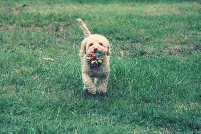 Portrait of dog running on grass