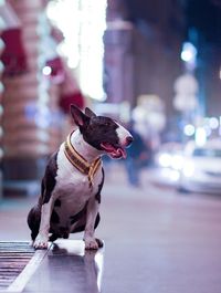 Dog looking away while sitting on street