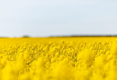 Scenic view of oilseed rape field against sky