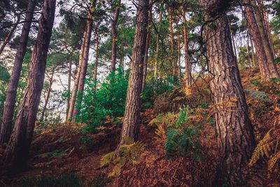 Trees in forest