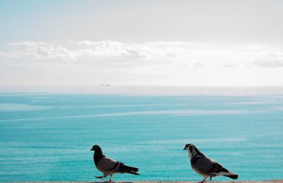 Birds perching on sea against sky