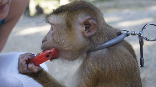 Close-up of monkey eating watermelon