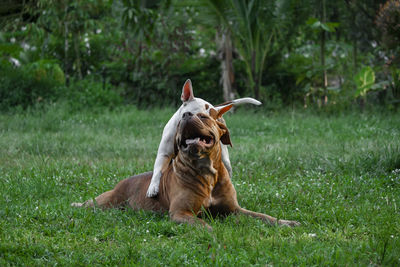 View of a dog on field