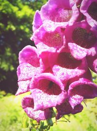 Close-up of pink flower blooming