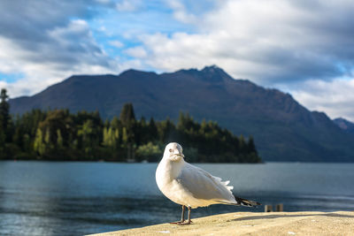 Seagull perching on a sea against mountains