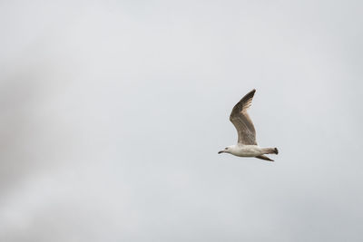 Low angle view of seagull flying in the sky