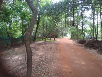 Empty road along trees in forest