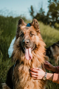 Pet love, dog is the best friend. german shepherd dog and human hand