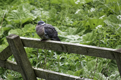 Low angle view of bird perching on fence