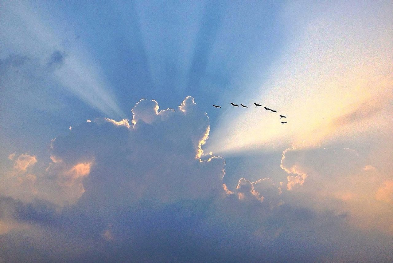 flying, bird, animal themes, low angle view, animals in the wild, sky, wildlife, cloud - sky, beauty in nature, nature, mid-air, silhouette, flock of birds, scenics, cloud, tranquility, cloudy, spread wings, outdoors