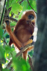Close-up portrait of a monkey