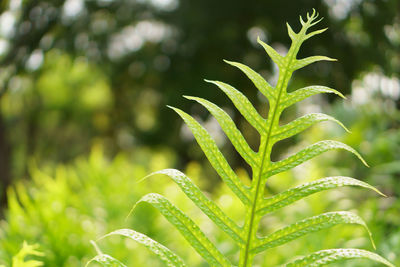 Fresh green leaf of the wart fern of hawaii called monarch fern or musk fern tropical plants
