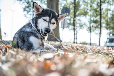 Close-up of dog