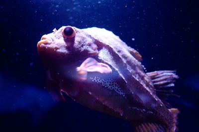 Close-up of fish swimming in sea