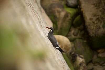 Bird perching on rock