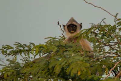 Low angle view of monkey sitting on tree against sky