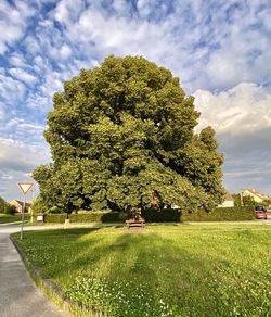 Trees on field against sky