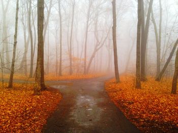 Road amidst trees in forest during autumn