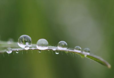 Close-up of water drops on plant during rainy season