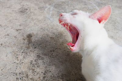 Close-up of cat yawning