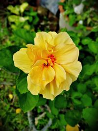 Close-up of yellow rose flower