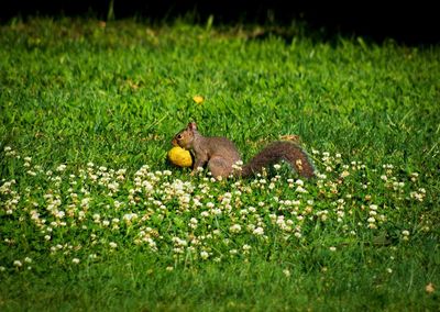 View of snake on field