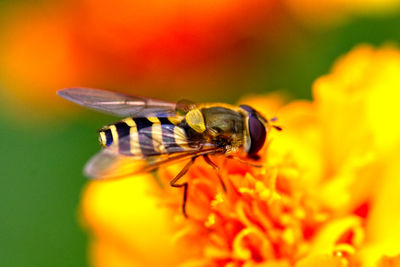 Close-up of insect on flower