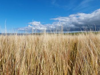 A lovely summer walk along the coast in banffshire at rspb scotland troup head