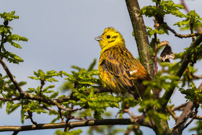 Low angle view of bird perching on tree against sky