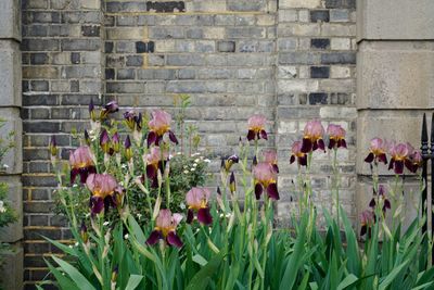 Close-up of flowers growing on brick wall