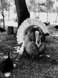 View of a bird on field